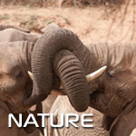 photo animaux nature faune flore paysage